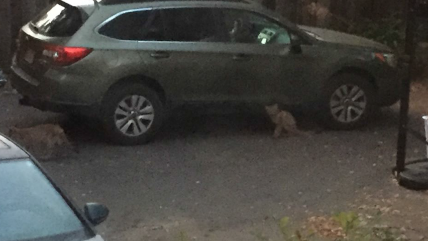 mountain lion sc county 2