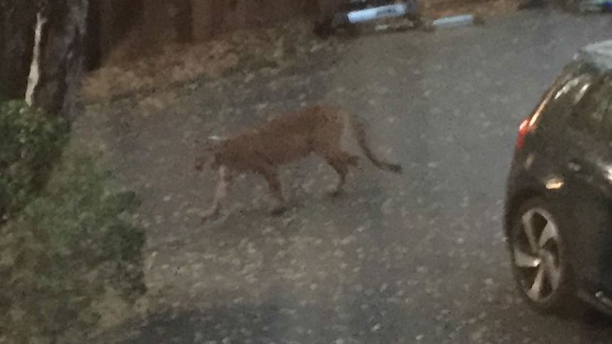 mountain lion sc county 3