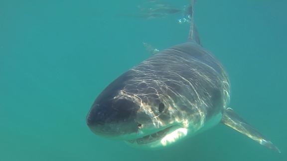 monterey bay sharks cnn still