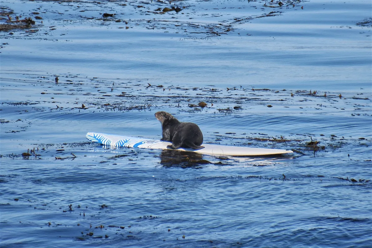 File photo of Otter 841