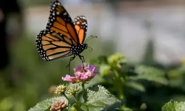 monarch butterflies, butterfly, monarch