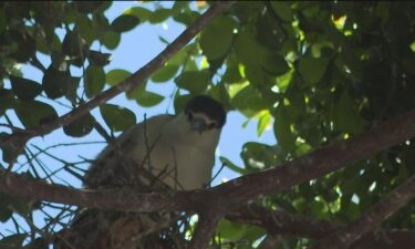 A plan to develop 64 units of affordable housing in downtown Oakland will dislodge a large colony of black-crowned night herons