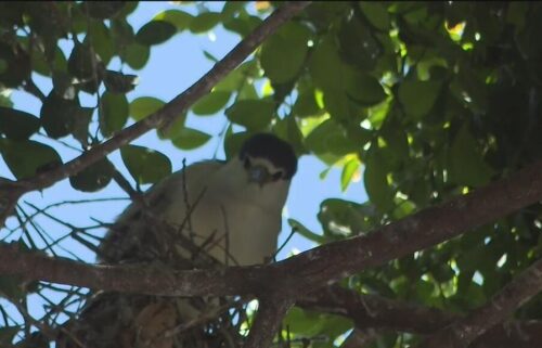 A plan to develop 64 units of affordable housing in downtown Oakland will dislodge a large colony of black-crowned night herons