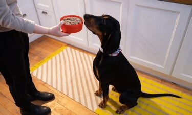 Is fresh dog food safe?