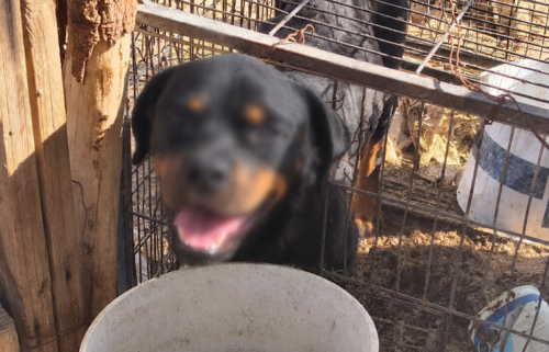 Rescate masivo de animales en el Valle de Mexicali