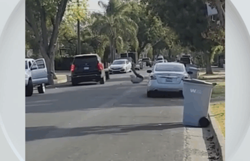 Woodland police are investigating a traffic collision involving a vehicle operated by federal immigration authorities and a pedestrian Tuesday morning.