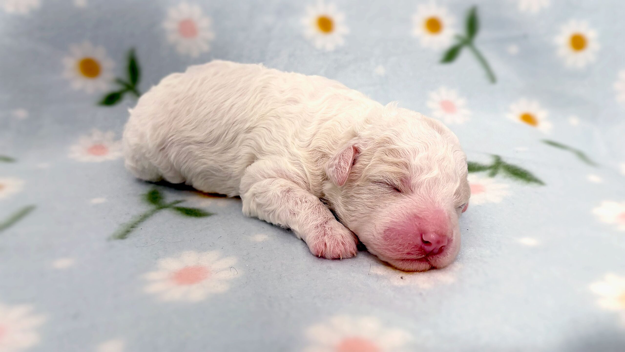 Finland gripped by national broadcaster’s puppies live stream – KION ...
