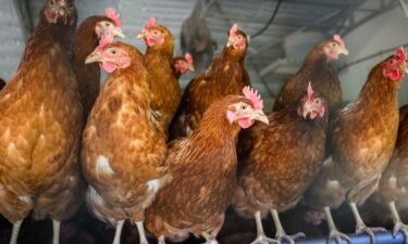 Roughly 90 birds in two Northern California backyard flocks have tested positive for avian influenza