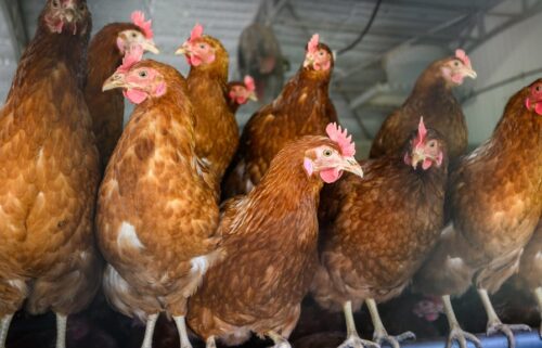 Roughly 90 birds in two Northern California backyard flocks have tested positive for avian influenza