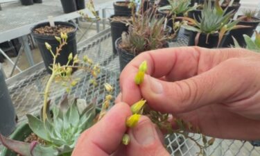 The Santa Clara Valley Dudleya is also known by its scientific name dudleya setchellii